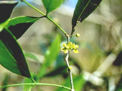 Salacia chinensis - Loài cây có thể giúp chữa trị ung thư?
